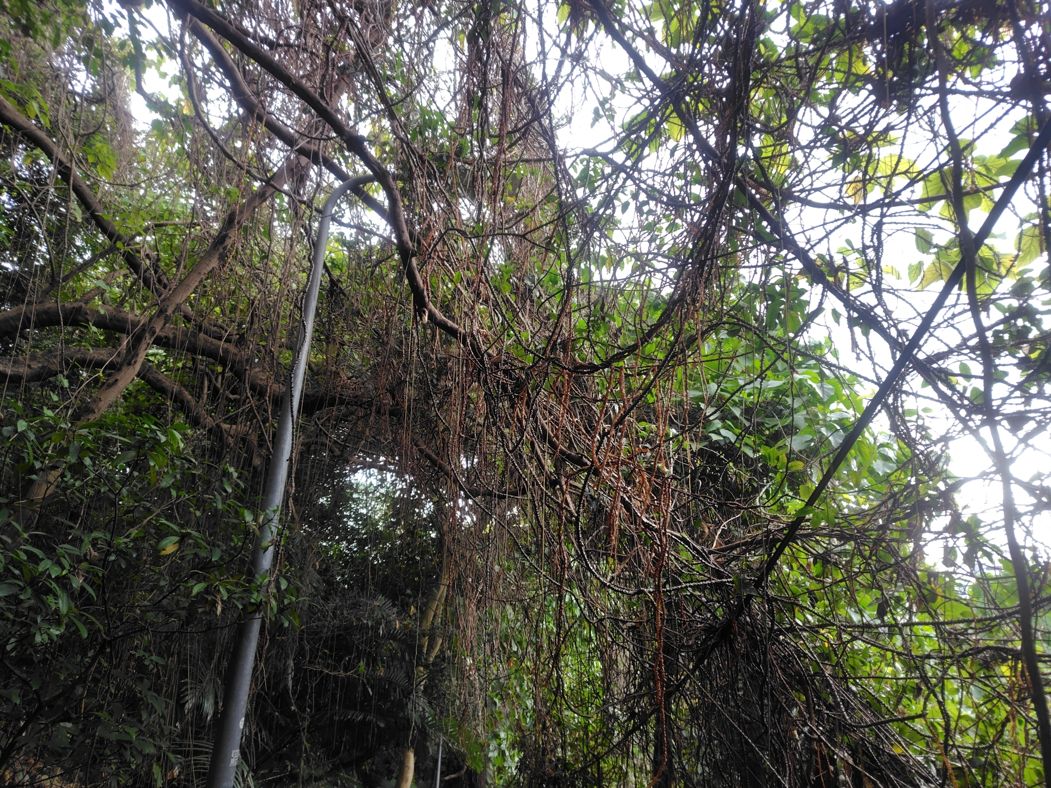 Imagem de Tinospora crispa