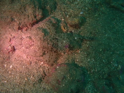 Scorpaenopsis cirrosa observed 2026-03-21