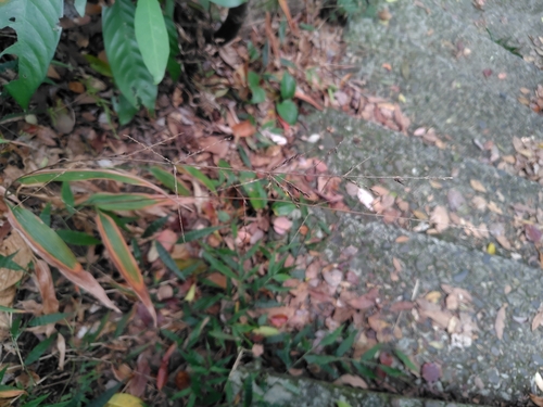 Lophatherum gracile, photograph 6