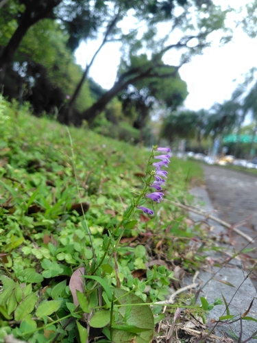 Scutellaria barbata (Scutellaria barbata)