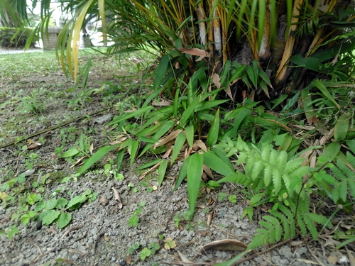 Sasagrass (Lophatherum gracile)