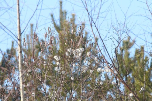 Bay Willow (Salix pentandra)
