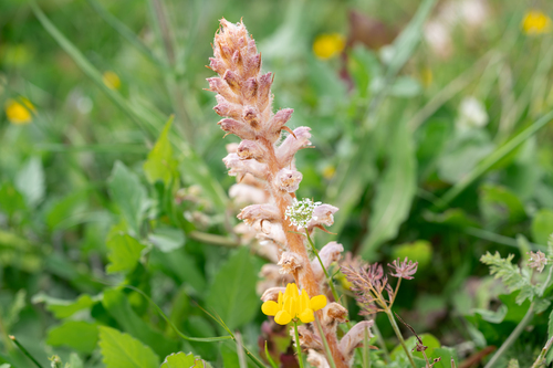 Hairy Broomrape (Orobanche pubescens)
