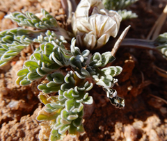 Vesper constancei