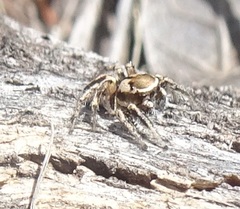 Habronattus clypeatus