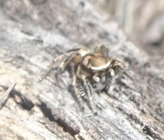 Habronattus clypeatus