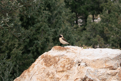Western Black-eared Wheatear (Oenanthe hispanica)