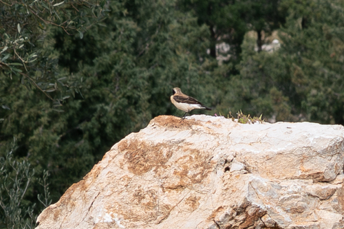 Western Black-eared Wheatear (Oenanthe hispanica), photo 2