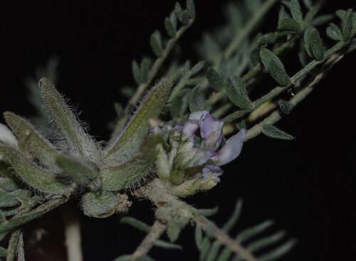 Astragalus sesameus