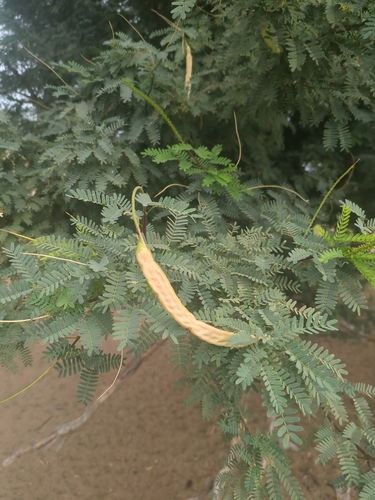mesquite