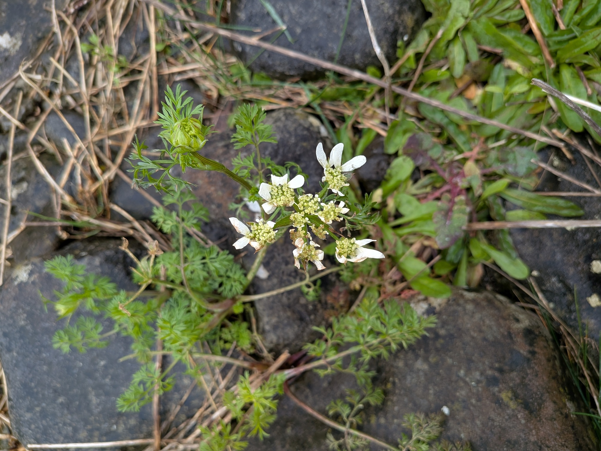 Orlaya Grandiflora (Orlaya grandiflora)