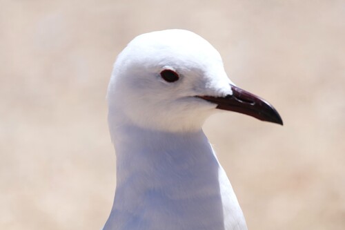 iNaturalist: (c) jandutoit, some rights reserved (CC BY-NC) iNaturalist image