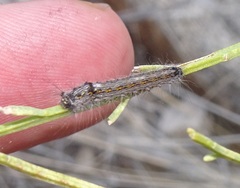 Lasiocampinae