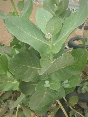 giant milkweed