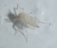 Chaoborus maculipes
