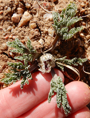 Vesper constancei