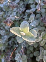 Helichrysum petiolare