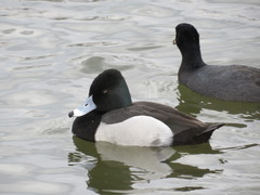 Aythya affinis × collaris