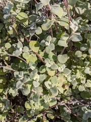 Helichrysum petiolare