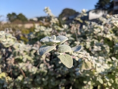 Helichrysum petiolare