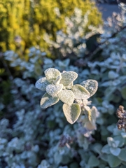 Helichrysum petiolare