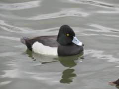 Aythya affinis × collaris