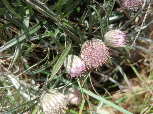 Grassveld Karmedik (Dicoma anomala)