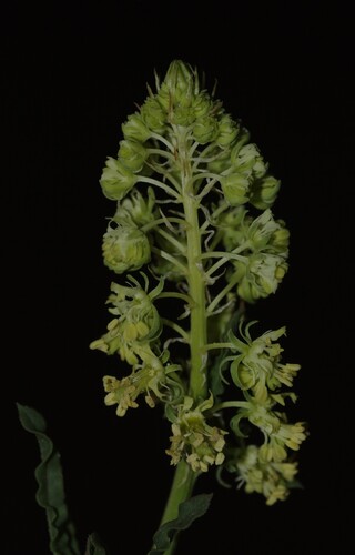 Wild Mignonette