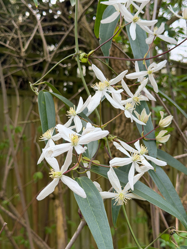 Clematis armandii