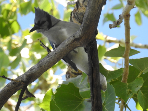 Blue Jay photographed in New Mexico