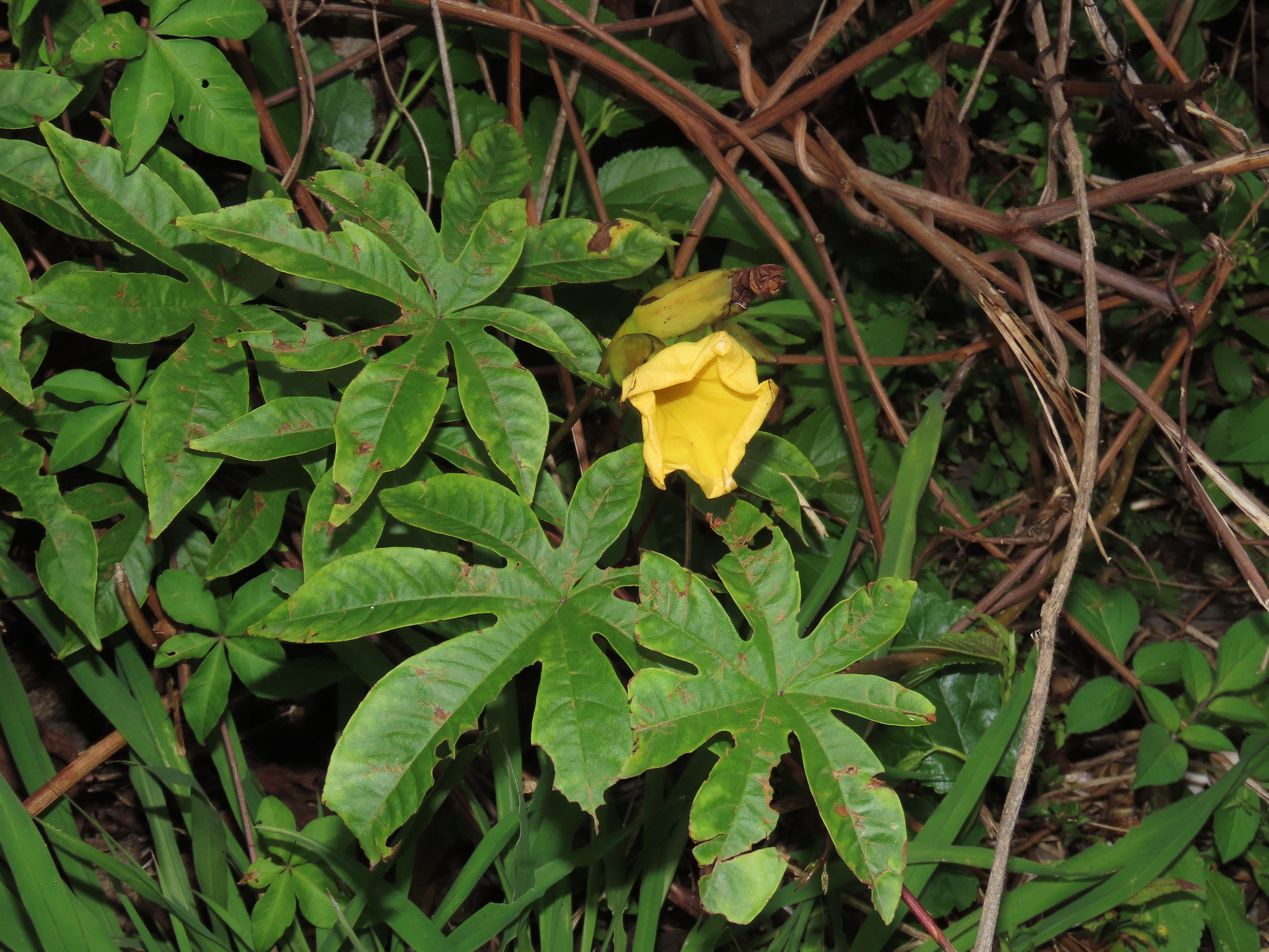 Hawaiian Wood-Rose (Distimake tuberosus)
