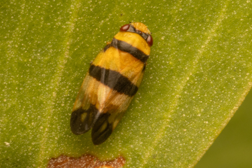 Aufidus, 2026-03-24