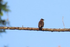 Stelgidopteryx ruficollis