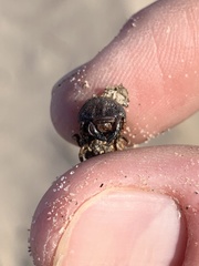 Pseudocotalpa giulianii