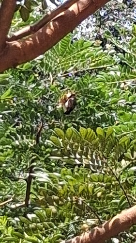Scarlet-headed Flowerpecker (Dicaeum trochileum), photo 4
