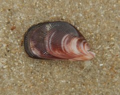 Brachidontes