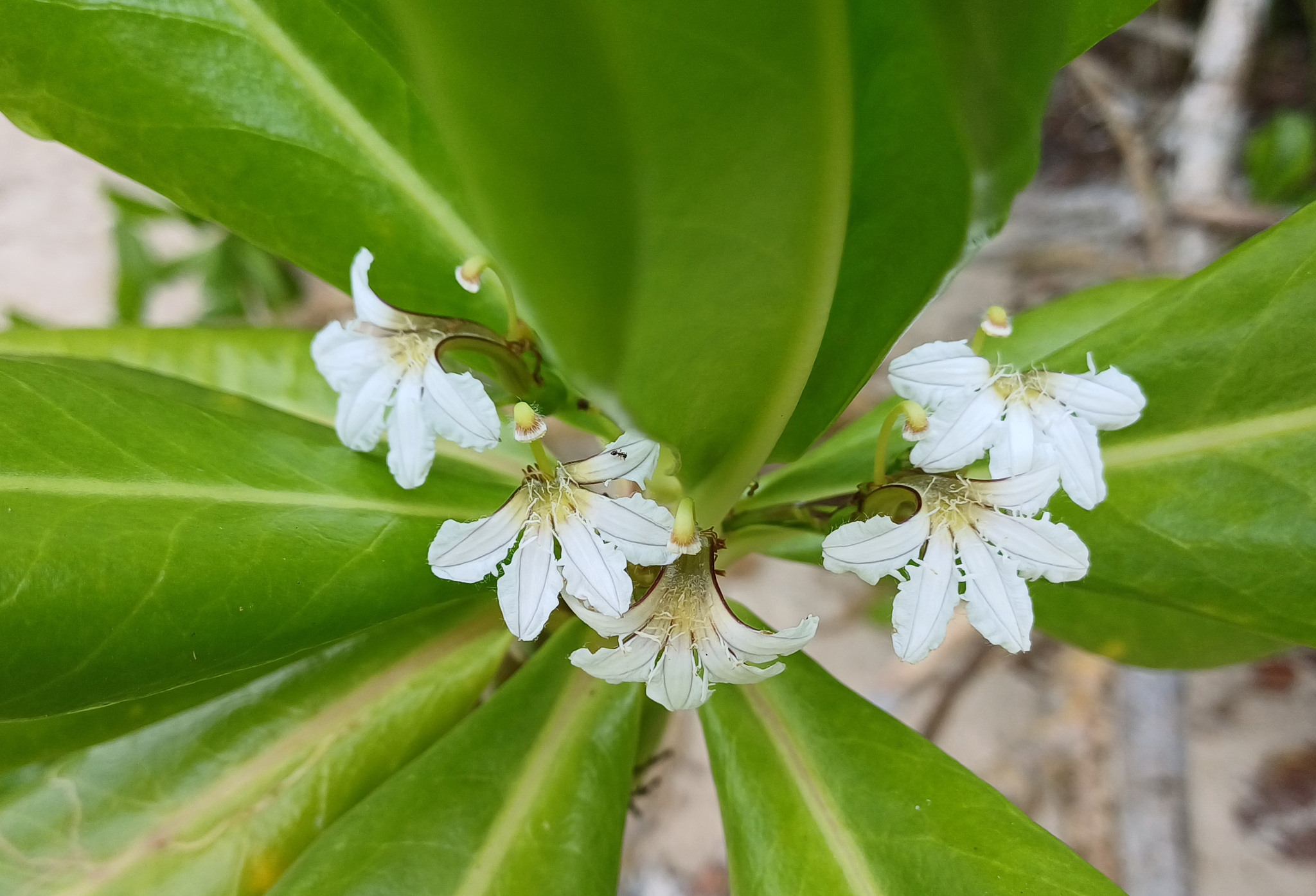 Scaevola taccada — ảnh 3