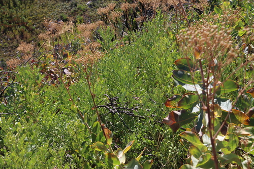 Mountain Indigo (Indigofera frutescens)