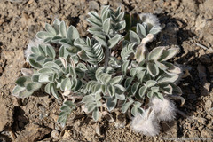 Astragalus newberryi