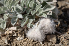 Astragalus newberryi