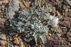 Astragalus newberryi