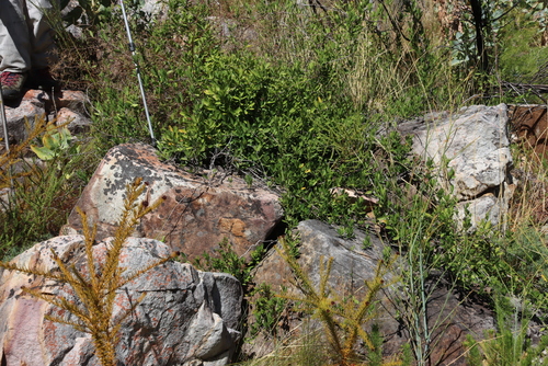Rough Rootthug (Thesium scabrum)