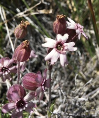 Silene andicola