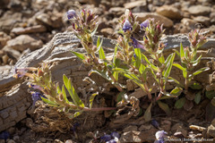 Penstemon barnebyi