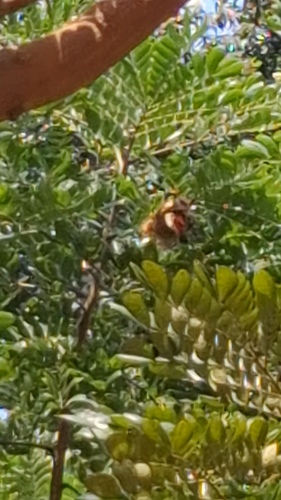 Scarlet-headed Flowerpecker (Dicaeum trochileum), photo 8