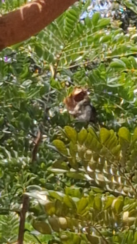 Scarlet-headed Flowerpecker (Dicaeum trochileum), photo 5