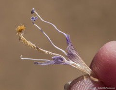 Penstemon barnebyi