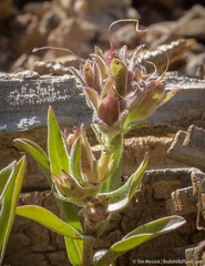 Penstemon barnebyi