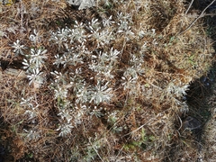 Packera candidissima