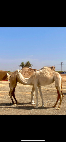 Dromedary Camel